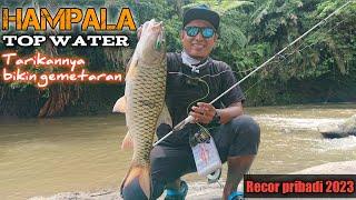 HAMPALA TOPWATER..‼️Casting hampala saat air keruh, gak disangka POPPERKU DIHAJAR HAMPALA BESAR