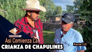 Se Están Acabando Los Chapulines Así Que VAMOS A CRIARLOS