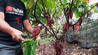 beda pangkas  cacao dan kopi ini waktu yg tepat.mem