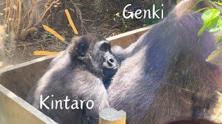 Little Gorilla Kintaro Clings to Mother Genki Like a Baby | Momotaro Family