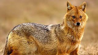 Золотой шакал - Golden jackal