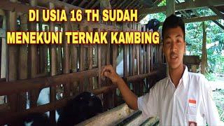 USIA 16 TAHUN,MASIH SEKOLAH SUDAH MENEKUNI TERNAK KAMBING..