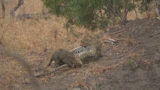 Leopard Attacks Hyena Defending It's Cub (Orpen Gate Kruger National Park)