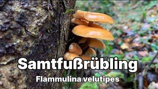 Samtfußrübling - Pilze unter der Lupe