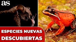 CIENTÍFICOS descubren 27 nuevas especies de ANIMALES en la AMAZONIA PERUANA