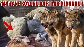 140 TANE KOYUNU KURTLAR TELEF ETTİ ! 10 TANE KÖPEK SÜRÜYÜ KORUYAMADI ÇOBAN HASTANELİK OLDU - KANGAL