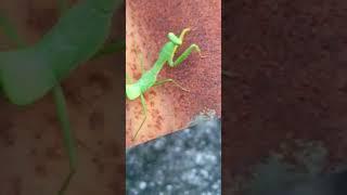 tiny praying mantis