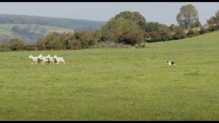 International sheep dog trials in Wicklow