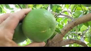 @RitaGardens Picking Grapefruit in August??