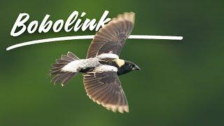 In Search of Bobolink: Wisconsin Wildlife Bird Photography