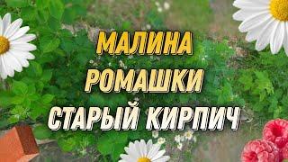 Как не Скосить Малину. Старый Кирпич, Что с Ним Делать. Ромашки!