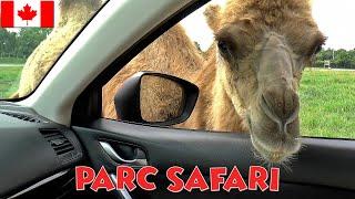 PARC SAFARI │CANADA. OMG!  This is how close they get!  Here's a fun activity for the whole family!