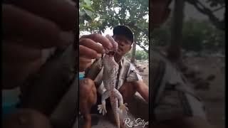 Viral Tokek Seharga Rp 1 Triliun, Ternyata Ini yang Bikin Mahal