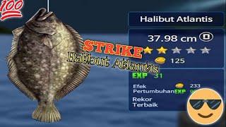 Mancing Ikan Halibut