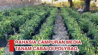 CAMPURAN MEDIA TANAM SUPER !!! UNTUK CABAI DI POLYBAG.