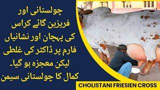 Cholistani aur Friesien cross ki pehchan II How to select crossbred cattle