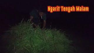 Suasana Mencari Rumput Liar Saat Malam Hari Untuk pakan ternak sapi.