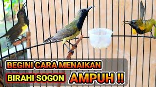 CARA AMPUH MENAIKAN BIRAHI SOGON AGAR GACOR & NGLEPER !!!