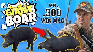 GIANT boar gets SMOKED with .300 WIN MAG.