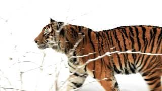 Panthera tigris altaica (5D mkII video)