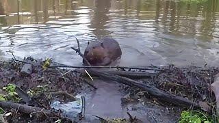 Canadian beaver quickly seals leak in dam