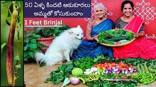 50 ఏళ్ళ కిందటి ఆకుకూరలు అమ్మతో కోసుకుందాం-1Feet Brinjal,Miracle Fruit,Mulberry -Saileela Vlogs