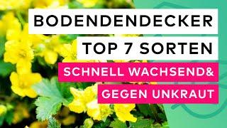 Die Top 7 Bodendecker:  Schnellwachsend und effektiv gegen Unkraut!