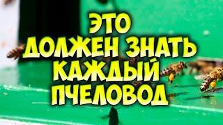 Развитие пчелиной семьи. Состав, жизнь и обязанности. Функции особей пчелиной семьи.