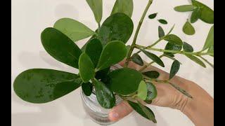 How to easily propagate clusia - small leaf and dwarf versions