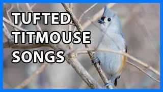 Tufted Titmouse Songs