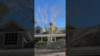 Mulberry Reduction (topping) #lasvegas #tree #climbing