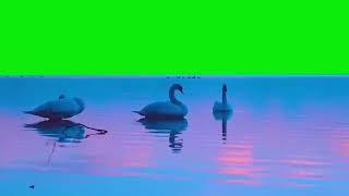 duck sound effect no copyright||duck green screen||ducks quacking background effect||Imran Art