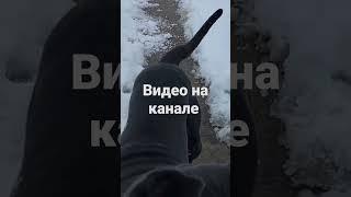 не бросайте любимых #канекорсо