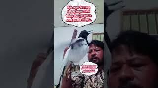 Tips agar burung kesayangan kita tetap hangat pada saat cuaca dingin #jagalpapua gacor