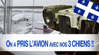 PRENDRE L'AVION AVEC SON CHIEN, voilà comment ça s'est passé pour nous!