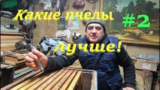  Просто ПЧЁЛЫ НУЖНЫ начинающим! Часть2 #пчеловодство1