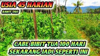 ALHAMDULILLAH !!! CABE RAWIT BIBIT TUA UMUR 100 HARI SEKARANG JADI BEGINI - RAWIT TAVI USIA 45 HARI