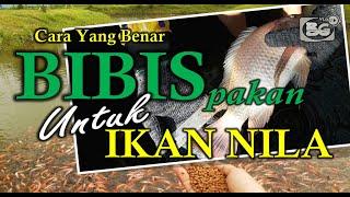 Cara Benar Membibis Pakan Nila Menggunakan Obat Alami Agar Ikan Cepat Panen dan Untung Besar