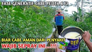 PASTIKAN CABE ANDA DISEPRAY INI..!! BIAR SEHAT BEBAS DARI PENYAKIT DAN HAMA | cabe pelita 8 f1