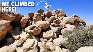 Watch THIS Before Visiting Joshua Tree! | Joshua Tree National Park Travel Guide & What to Expect