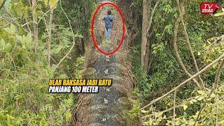 Warga Heboh!! Pria Ini Temukan Ular Raksasa Jadi Batu Sepanjang 100 Meter di Tengah Hutan