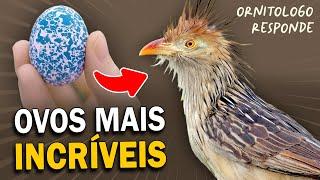 Quais são as AVES com os OVOS MAIS DIFERENTES? Ornitólogo Responde #40