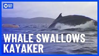 Kayaker Swallowed By Humpback Whale In Chile | 10 News First