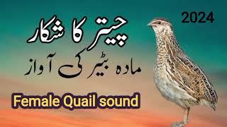 Female quail sound /Mada bater ke awaz/Бедана сайраши/2024