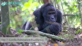 8 day gorilla habituation experience in Uganda