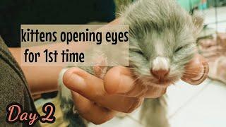 Kittens Grow : 0 - 9 Day Old Kittens opening eyes for the 1st time - ANAK KUCING BUKA MATA