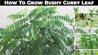 Curry Leaf (Murraya Koenigii) Propagation, Pruning, Repotting & Harvest