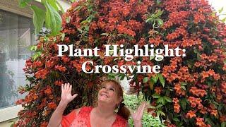 Spotlight: Tangerine Beauty Crossvine