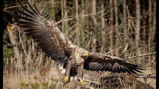 Unterwegs bei den Seeadlern