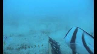 Red emperor and trigger fish in seagrass habitat